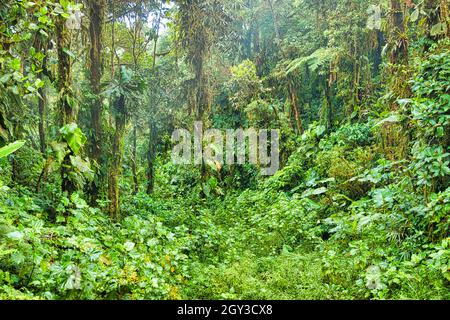 Magnifique paysage d'une forêt tropicale Banque D'Images
