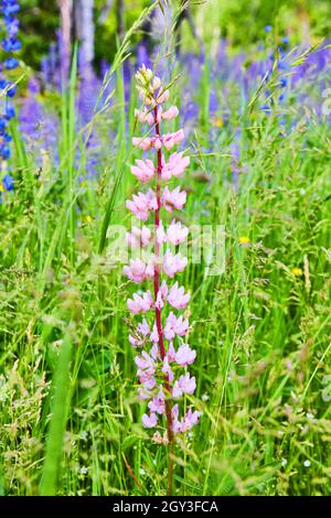 Gros plan de fleur rose colorée dans le champ de fleurs violettes Banque D'Images