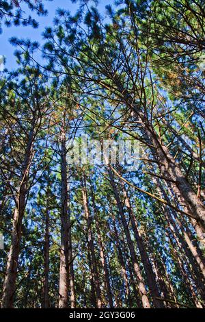 Vue à l'œil de ver des arbres de grande taille atteignant vers le ciel à travers les feuilles Banque D'Images