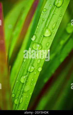 Lame d'herbe avec des gouttes d'eau Banque D'Images