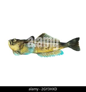 Poissons Stargazer isolés sur fond blanc.Clip art pour le design, le menu et le matériel éducatif.Illustration aquarelle colorée et réaliste. Illustration de Vecteur