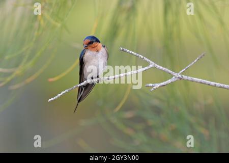 Une allow de bienvenue pour adultes (Hirundo neoxena) perchée dans un arbre en Nouvelle-Galles du Sud, en Australie Banque D'Images