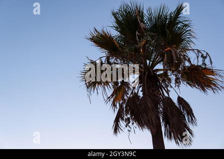 Vue du bas d'un palmier sur la plage au coucher du soleil Banque D'Images