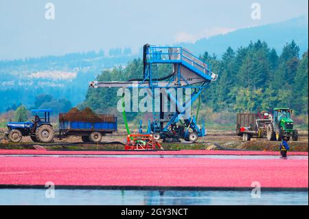 Récolte de canneberges à Pitt Meadows, B. C., Canada.Octobre 2021 Banque D'Images