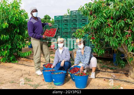 Les agriculteurs en masque de protection démontrent la récolte des cerises Banque D'Images