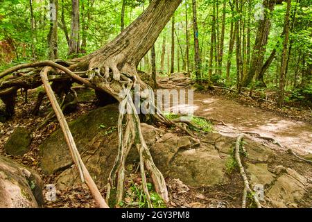 Gros plan de l'arbre qui pousse sur des roches avec des racines exposées le long du chemin de terre Banque D'Images