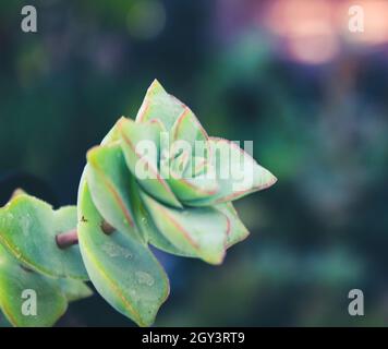 Gros plan de la crassula perforata poussant dans un champ sous la lumière du soleil avec un fond flou Banque D'Images