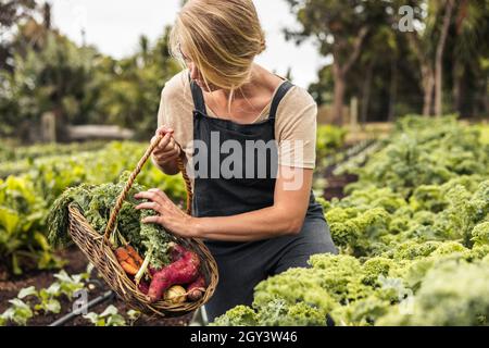 Cueillette de légumes frais.Jeune jardinière féminine collectant du kale frais dans un panier dans un potager.Une jeune femme auto-suffisante récoltin Banque D'Images