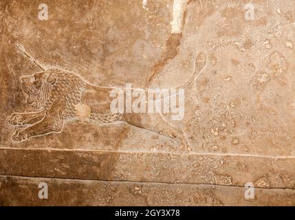 Assyrien sculptant environ 645 av. j.-c. de Ninive .D'une chasse au lion dans l'arène où le lion est conduit vers le roi qui les tue. Banque D'Images