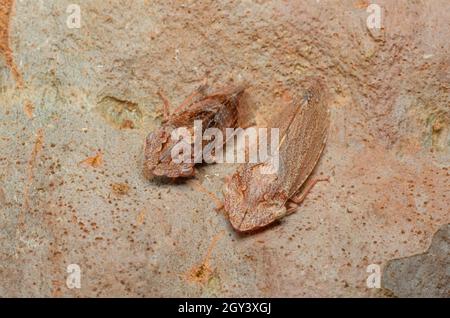 Cicadelles à tête plate noires mâles et femelles, Stenocotis depressa, Glenbrook, Nouvelle-Galles du Sud, Australie. Banque D'Images