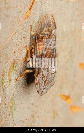 Leafhopper à tête plate noire mâle, Stenocotis depressa, Glenbrook, Nouvelle-Galles du Sud, Australie. Banque D'Images
