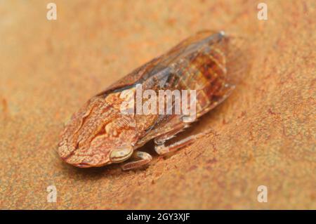 Leafhopper à tête plate noire mâle, Stenocotis depressa, Glenbrook, Nouvelle-Galles du Sud, Australie. Banque D'Images