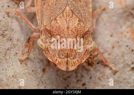 Leafhopper à tête plate noire femelle, Stenocotis depressa, Glenbrook, Nouvelle-Galles du Sud, Australie. Banque D'Images