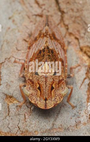 Leafhopper à tête plate noire femelle, Stenocotis depressa, Glenbrook, Nouvelle-Galles du Sud, Australie. Banque D'Images