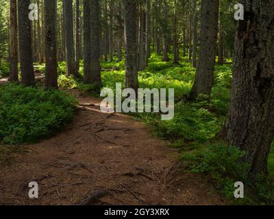 Sentier pittoresque plein de racines au milieu d'une forêt de conifères en bois Banque D'Images