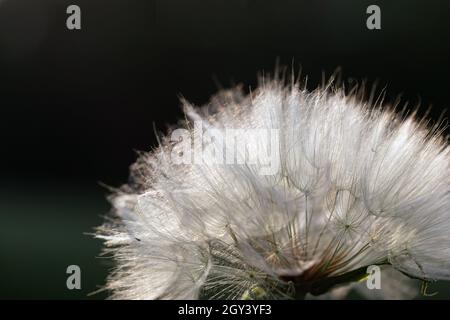 Gros plan sur une magnifique fleur de pissenlit blanc sur fond sombre Banque D'Images