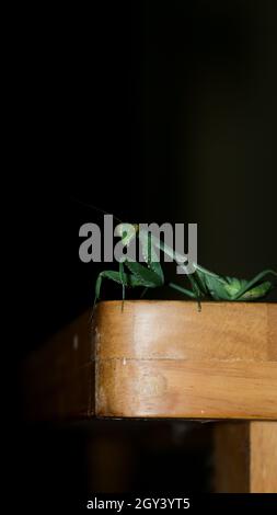 photo d'un mantis géant, vert, de prière africaine de buisson debout Banque D'Images