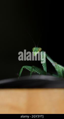 photo d'un mantis géant, vert, de prière africaine de buisson debout Banque D'Images