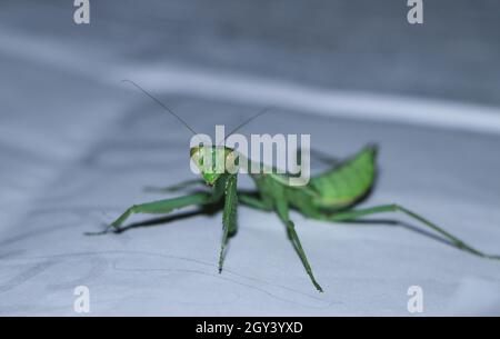 photo d'un mantis géant, vert, de prière africaine de buisson debout Banque D'Images