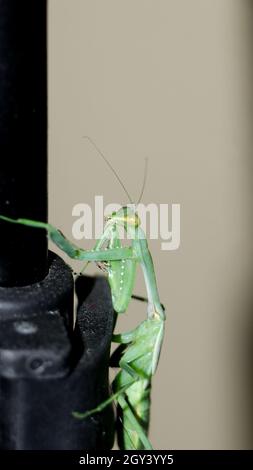 photo d'un mantis géant, vert, de prière africaine de buisson debout Banque D'Images