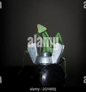 photo d'un mantis géant, vert, de prière africaine de buisson debout Banque D'Images