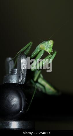 photo d'un mantis géant, vert, de prière africaine de buisson debout Banque D'Images