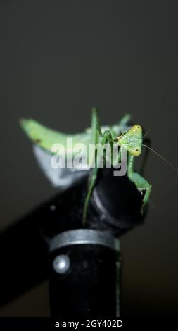 photo d'un mantis géant, vert, de prière africaine de buisson debout Banque D'Images