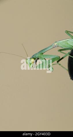 photo d'un mantis géant, vert, de prière africaine de buisson debout Banque D'Images