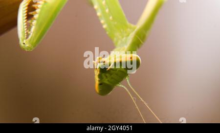 photo d'un mantis géant, vert, de prière africaine de buisson debout Banque D'Images