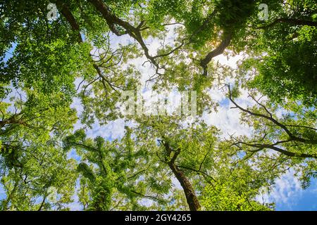 Vue sur la forêt avec des feuilles vertes vibrantes Banque D'Images