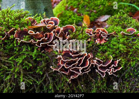 Les champignons sont des parasites sur la souche de l'arbre Banque D'Images