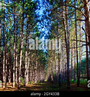 La lumière du soleil filtre les arbres par temps clair Banque D'Images