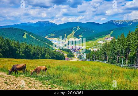 La prairie de montagne verte sur le sommet de la montagne Bukovel avec des vaches de pâturage et une vue sur la vallée de la station en arrière-plan, Carpates, Ukraine Banque D'Images