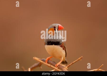 Zebra Finch, Taeniopygia guttata, homme perché près d'un trou d'eau dans l'Outback de l'Australie centrale. Banque D'Images