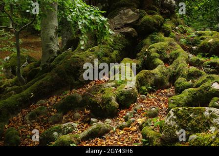 Sous-croissance en automne avec des fleurs, des feuilles colorées et de la mousse sur les racines de l'arbre Banque D'Images