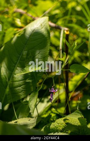 Fleur de Solanum dulcamara dans le champ, gros plan Banque D'Images