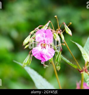 La fleur rose vif et les gousses de graines du baumier himalayan (Impatiens glandulifera).Il est originaire de l'Himalaya et est une espèce envahissante en Europe. Banque D'Images