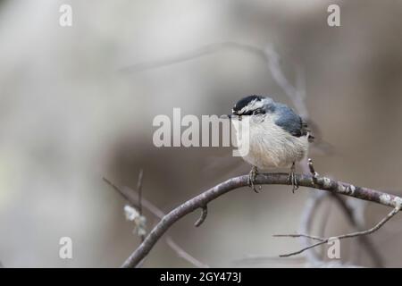 Corsican Nuthatch - Korsenkleiber - Sitta whitehedi, France (Corse), adulte, homme Banque D'Images