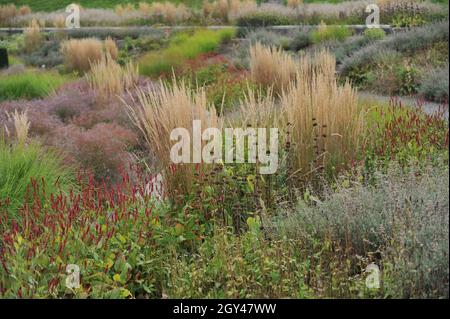 BOTTROP, ALLEMAGNE - 21 AOÛT 2021 : plantation dans un style de prairie vivace conçu par Piet Oudolf dans le parc public de Berne Banque D'Images