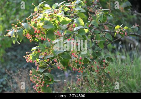 Les cendres de montagne coréennes (Sorbus alnifolia) portent des fruits roses en septembre Banque D'Images