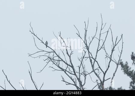 Sparrowhawk eurasien - Sperber - Accipiter nisus ssp. nisus, France Banque D'Images