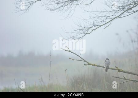 Sparrowhawk eurasien - Sperber - Accipiter nisus ssp. nisus, Suisse, adulte Banque D'Images