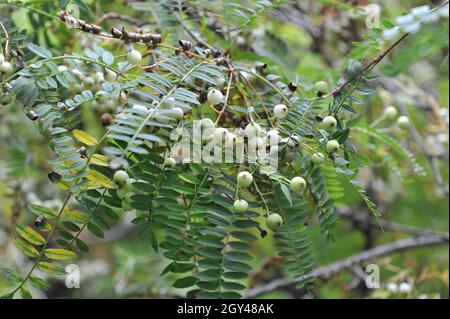 Sorbus eburnea porte des fruits blancs dans un jardin en septembre Banque D'Images