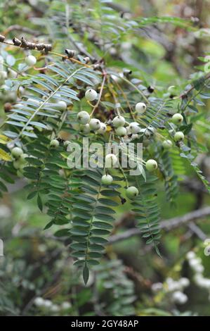 Sorbus eburnea porte des fruits blancs dans un jardin en septembre Banque D'Images