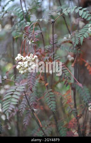 Le frêne de montagne de Koehne (Sorbus koehneana) porte des fruits blancs dans un jardin en septembre Banque D'Images