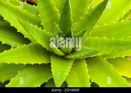Culture d'Aloe Vera en pépinière, Guatemala, plante biologique. Banque D'Images