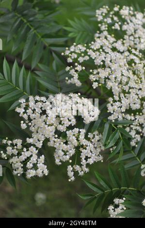 Ulleung rowan (Sorbus ulleungensis) fleurit dans un jardin en mai Banque D'Images