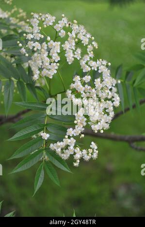 Ulleung rowan (Sorbus ulleungensis) fleurit dans un jardin en mai Banque D'Images