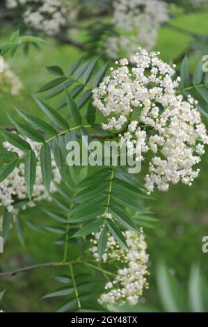 Ulleung rowan (Sorbus ulleungensis) fleurit dans un jardin en mai Banque D'Images