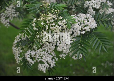 Ulleung rowan (Sorbus ulleungensis) fleurit dans un jardin en mai Banque D'Images